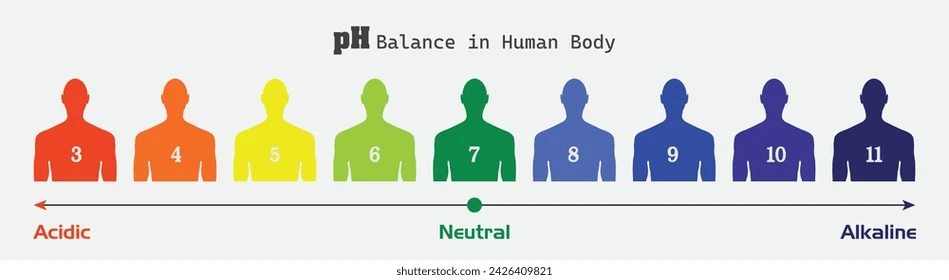 pH balance in the human body